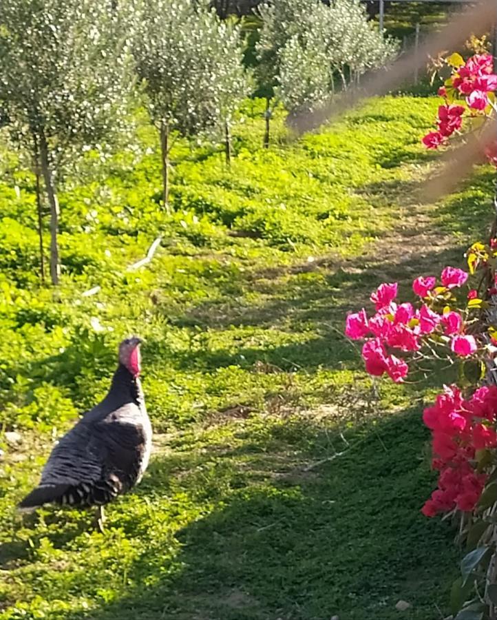 Myparadise-Farm Villa In The Centre Of South Crete Kalamaki  Dış mekan fotoğraf
